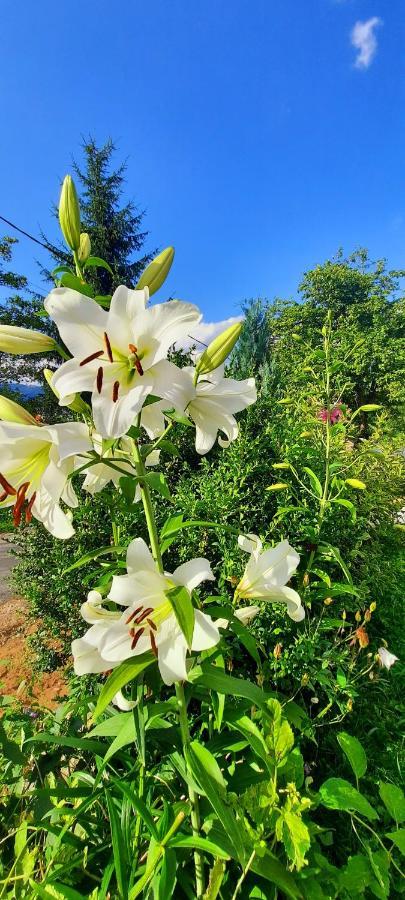 Casa Andreea Si Grigore Ursu Borşa Dış mekan fotoğraf