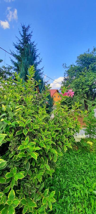 Casa Andreea Si Grigore Ursu Borşa Dış mekan fotoğraf